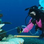 Jobs Cairns Crown of Thorns Starfish Control Diver