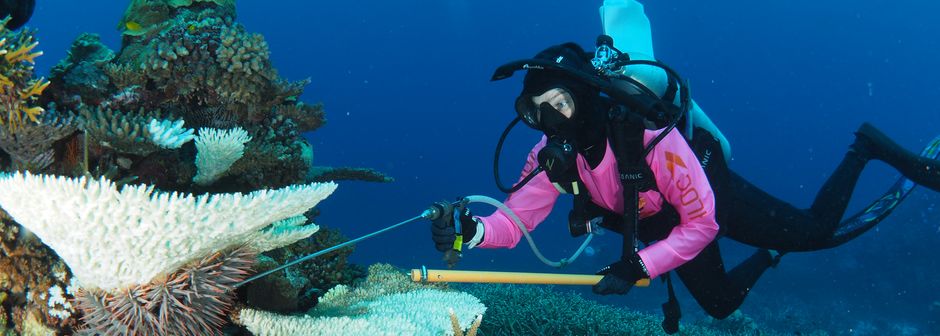 Jobs Cairns Crown of Thorns Starfish Control Diver