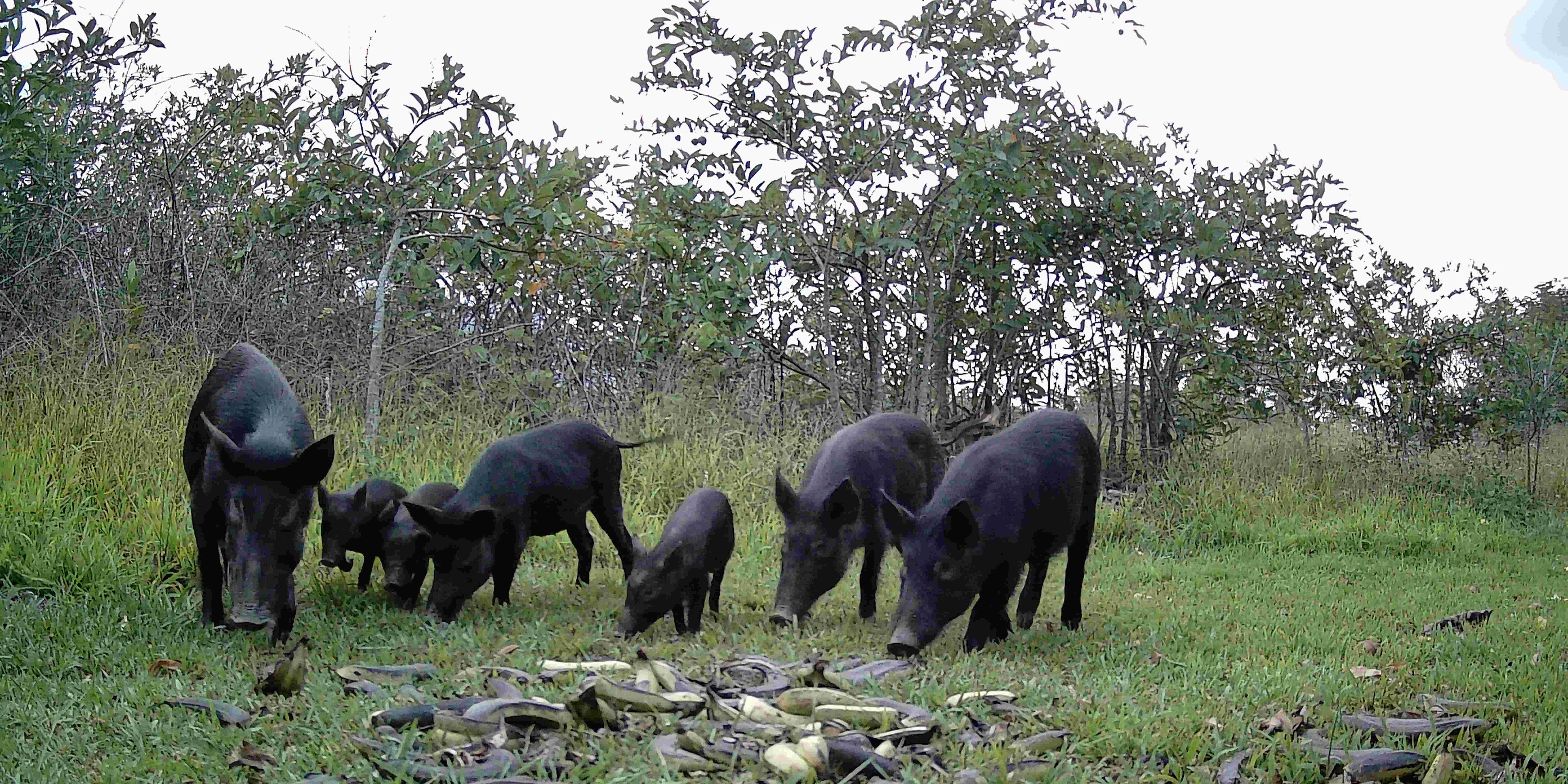 Feral Pig Crisis